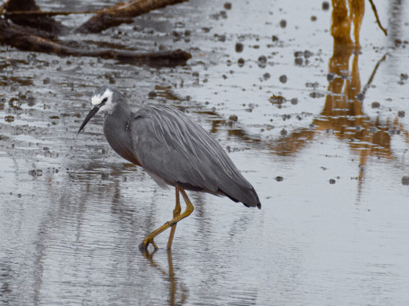 White faced heron