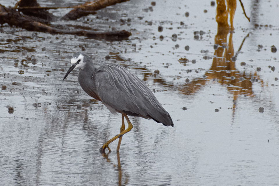 White faced heron