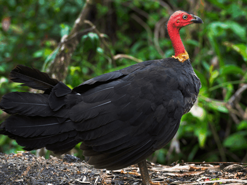 Australian Brush-turkey (Alectura lathami)
