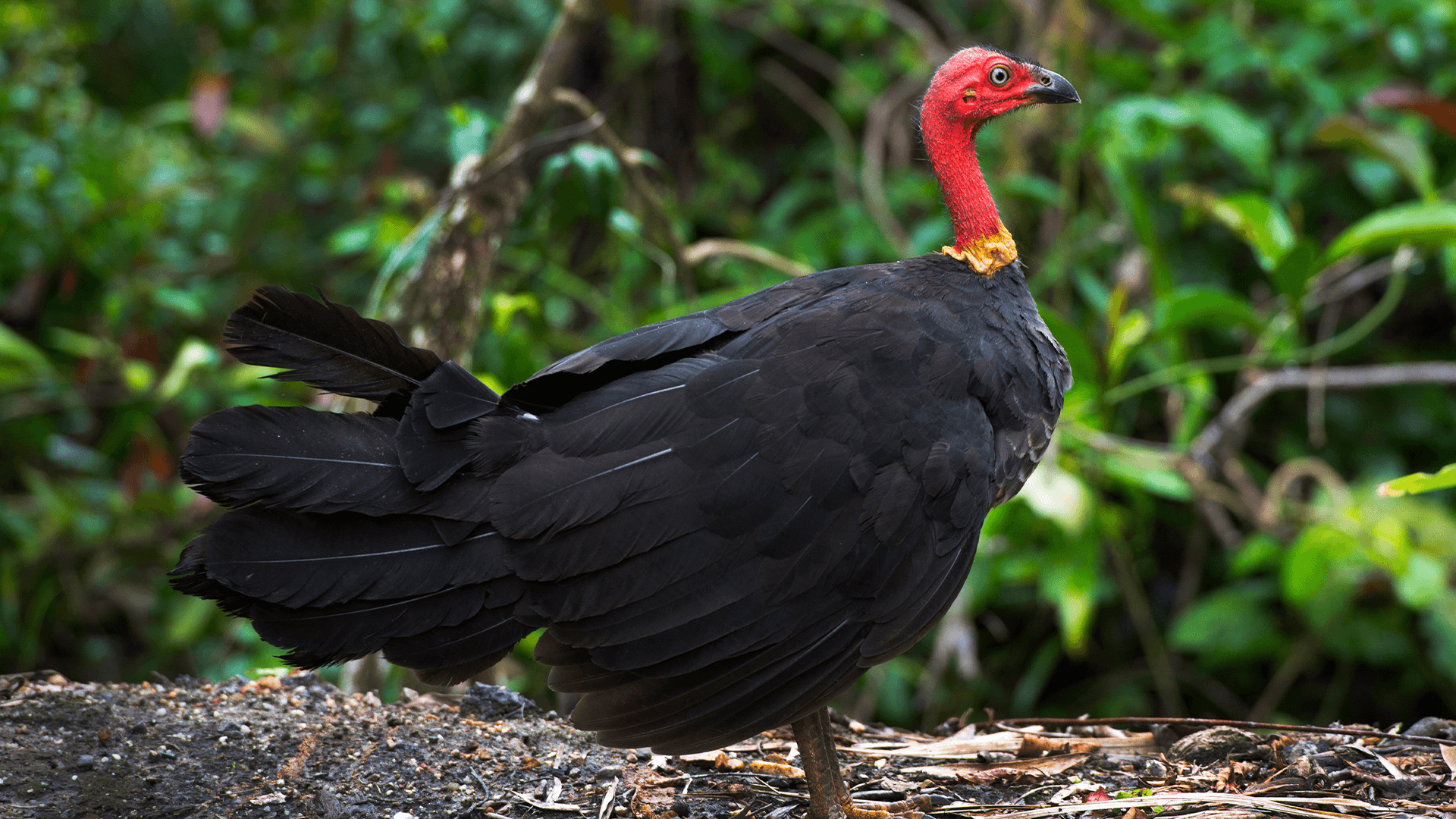 Australian Brush-turkey (Alectura lathami)