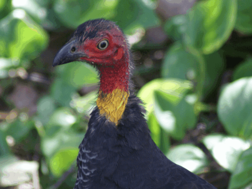 Australian Brush-turkey (Alectura lathami)