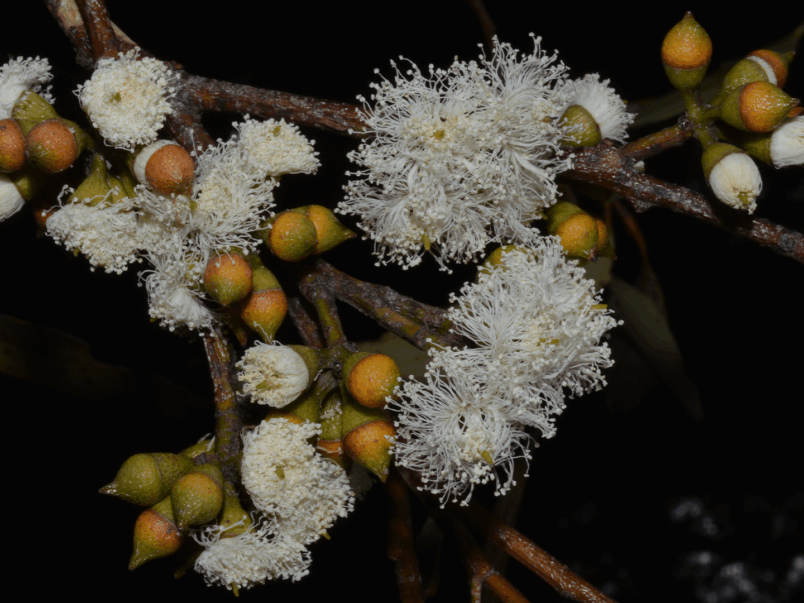 Blackbutt Tree (Eucalyptus pilaris)