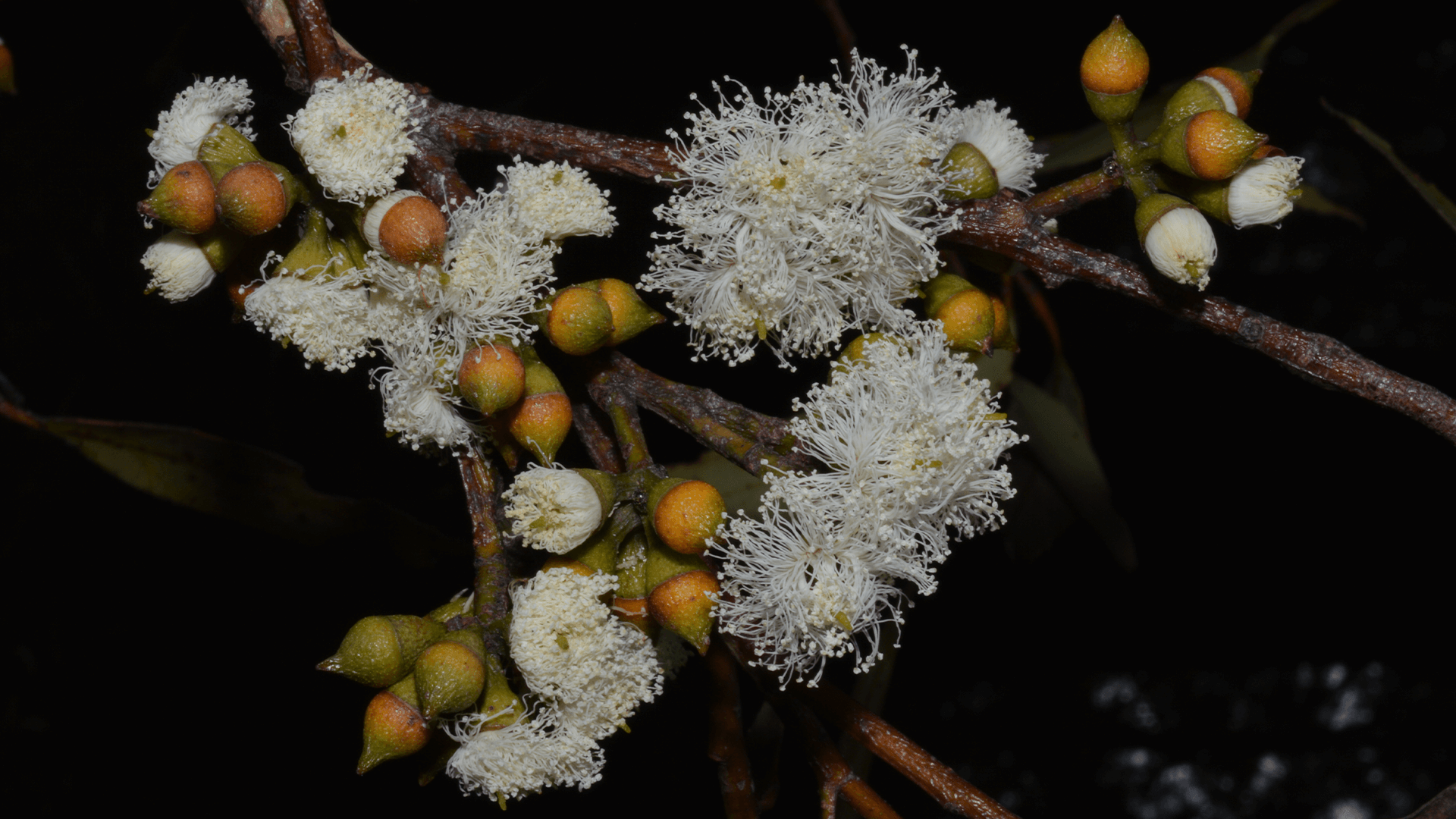 Blackbutt Tree (Eucalyptus pilaris)