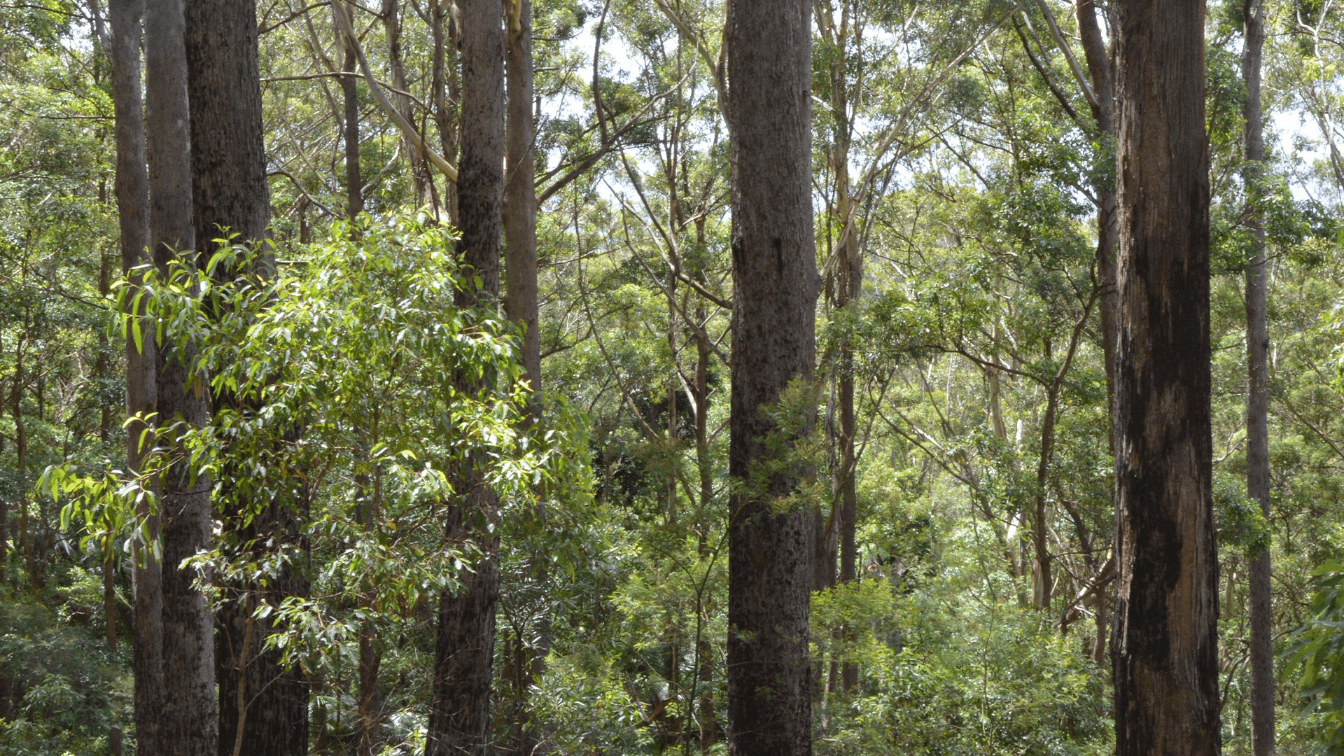 Blackbutt Tree (Eucalyptus pilaris)