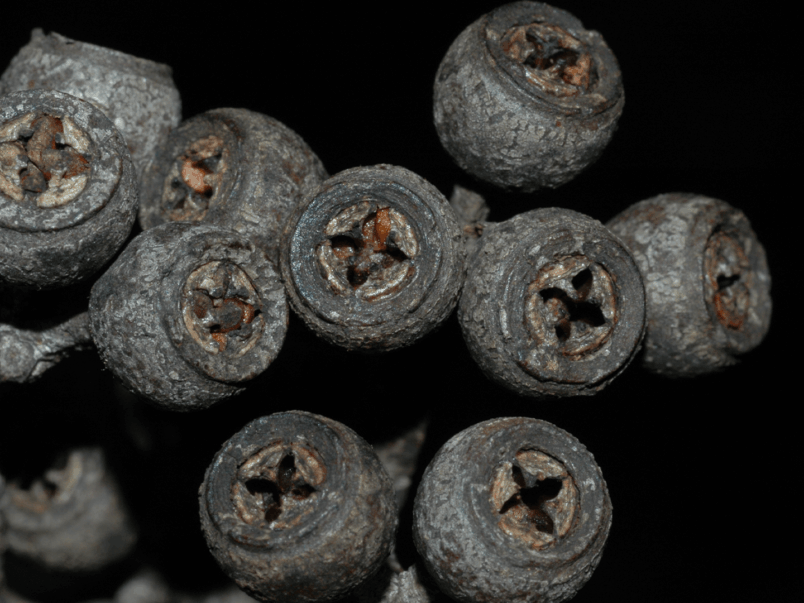 Blackbutt Tree (Eucalyptus pilaris)