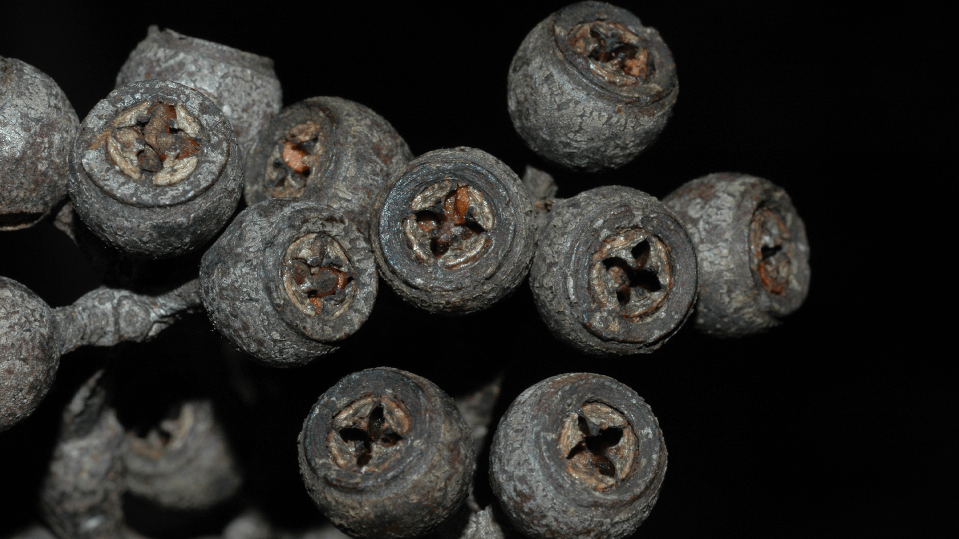 Blackbutt Tree (Eucalyptus pilaris)