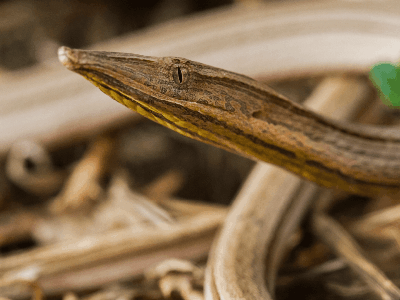 Burton’s Snake-lizard (Lialis burtonis)
