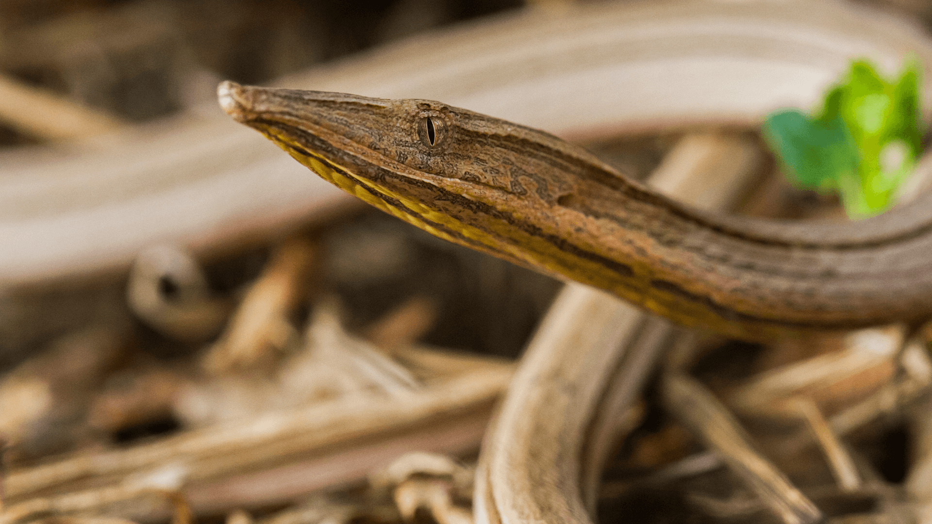 Burton’s Snake-lizard (Lialis burtonis)