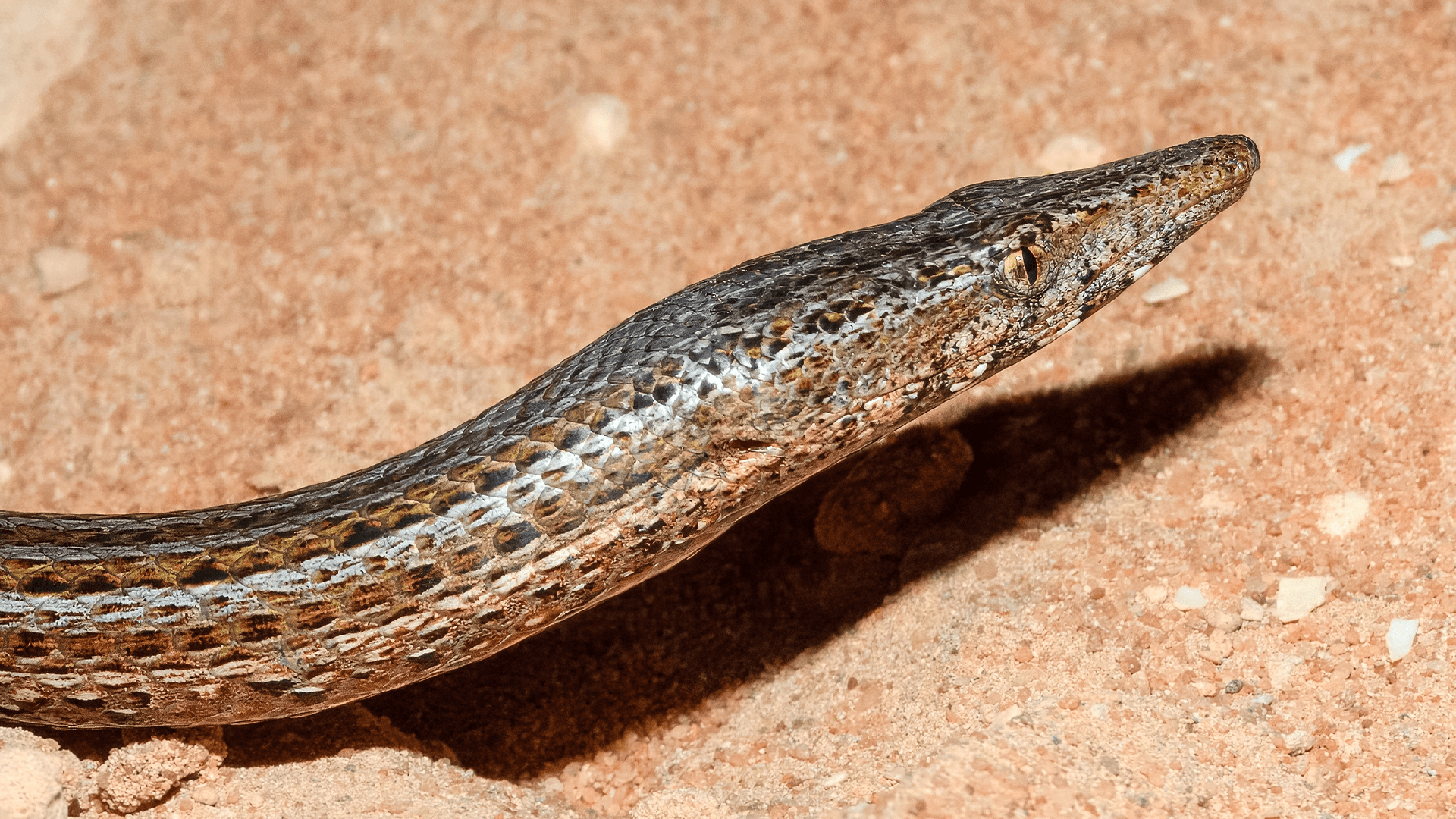 Burton’s Snake-lizard (Lialis burtonis)