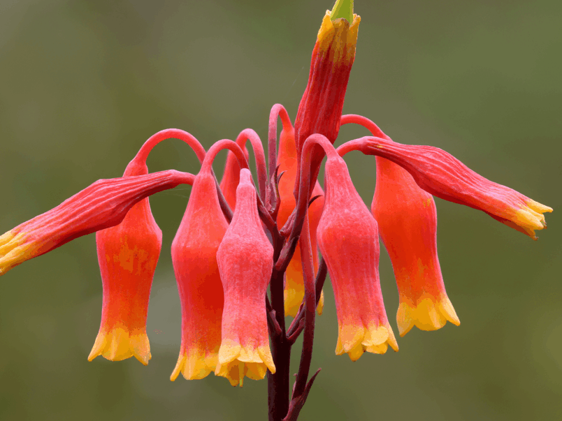 Christmas Bells (Blandfordia grandiflora)