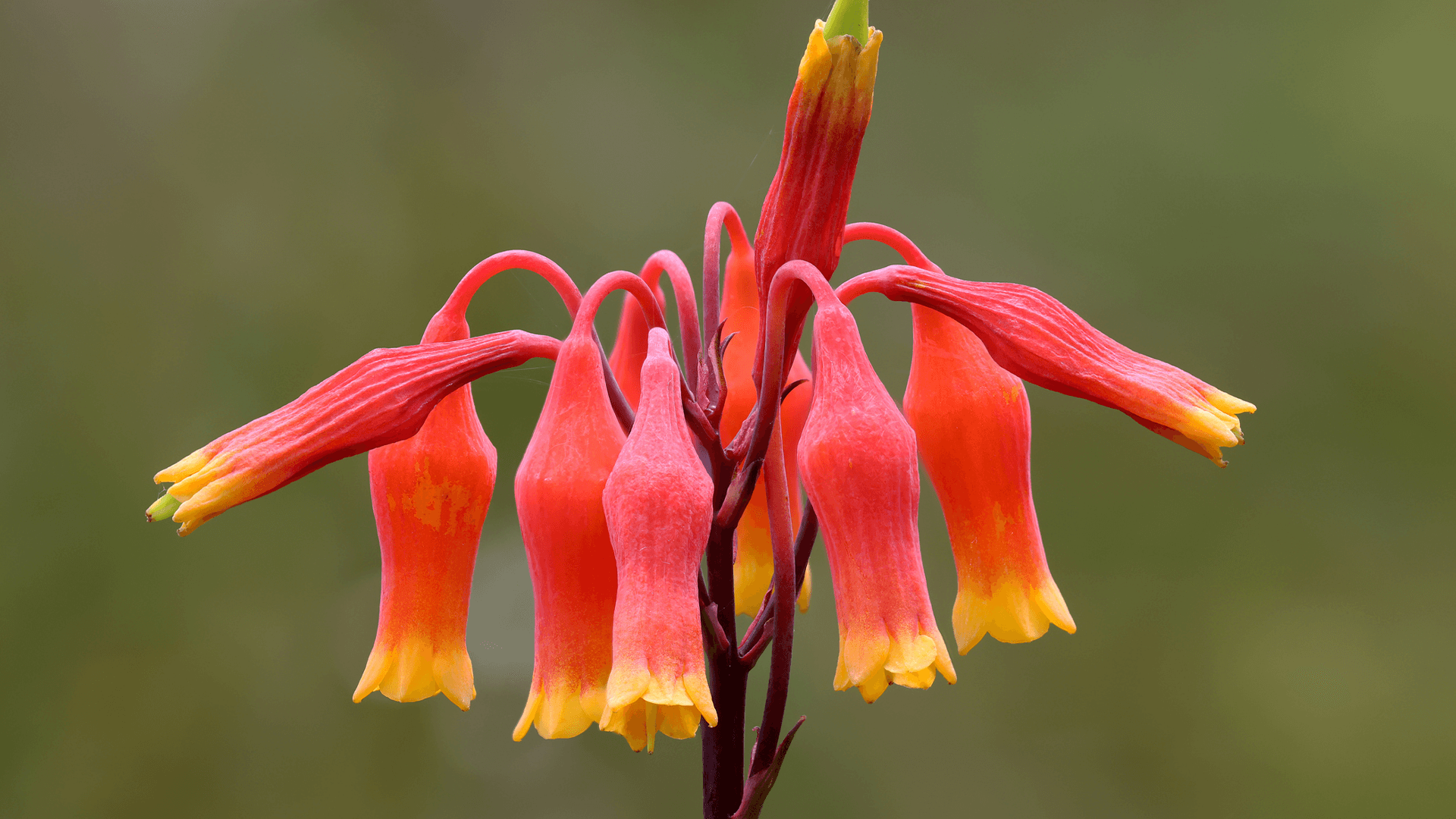 Christmas Bells (Blandfordia grandiflora)