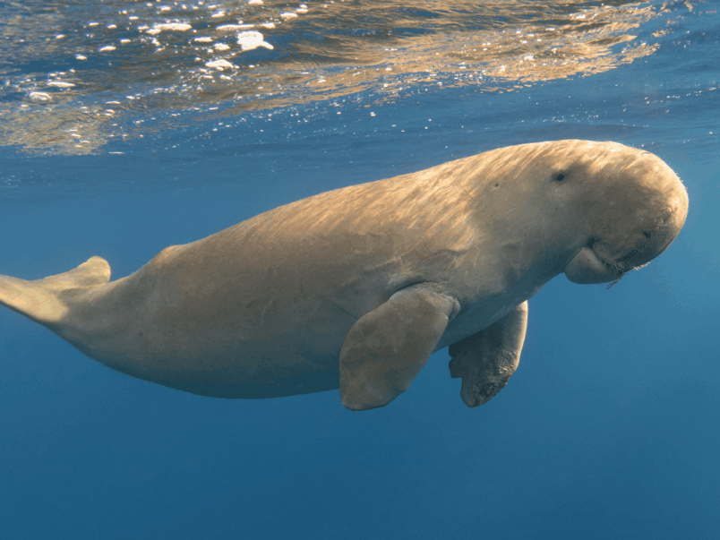 Dugong (Dugong dugon)