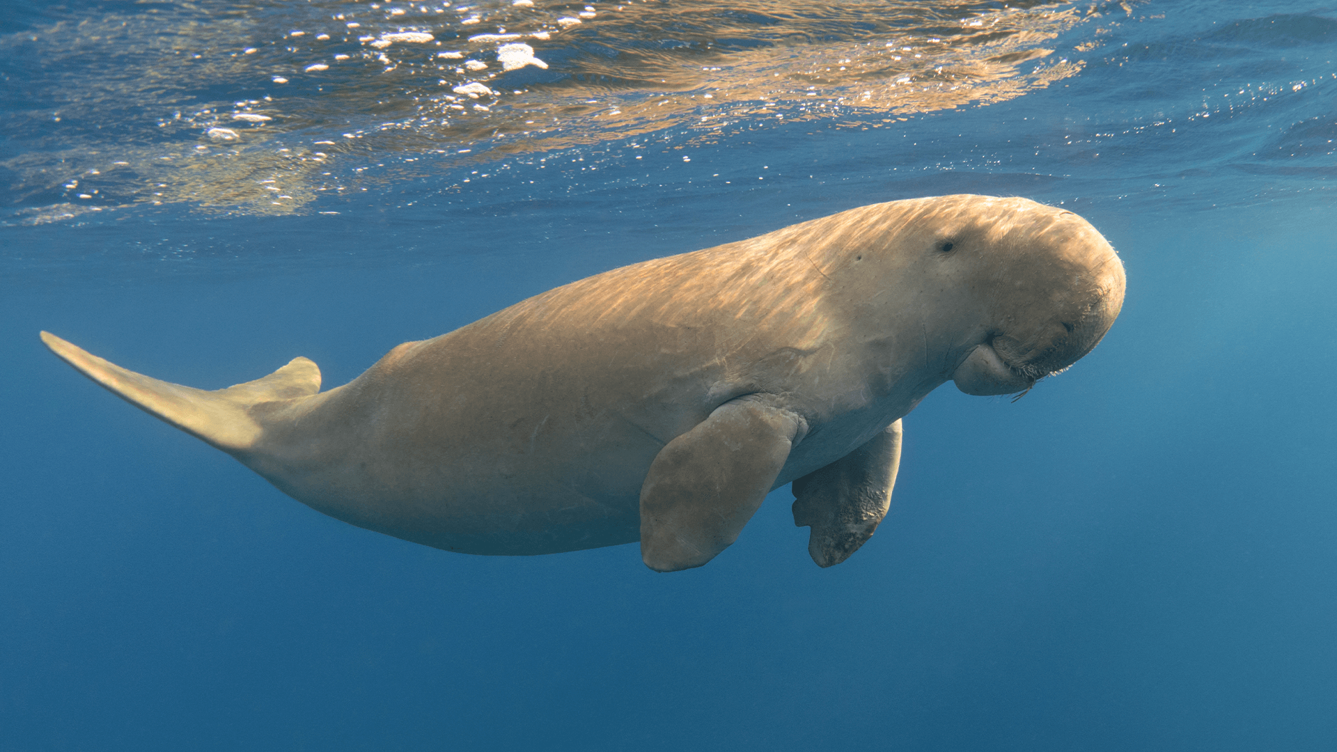 Dugong (Dugong dugon)
