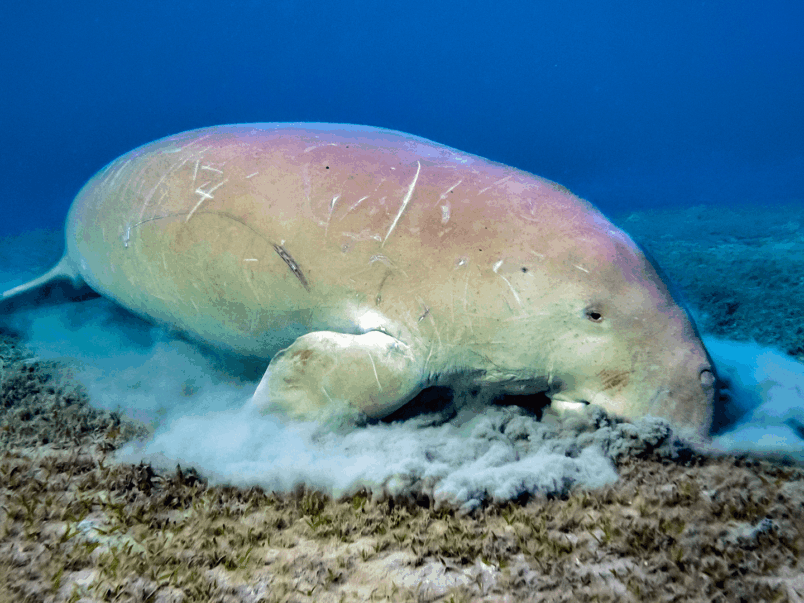 Dugong (Dugong dugon)