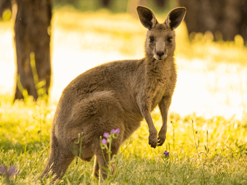 Eastern Grey Kangaroo (Macropus giganteus)