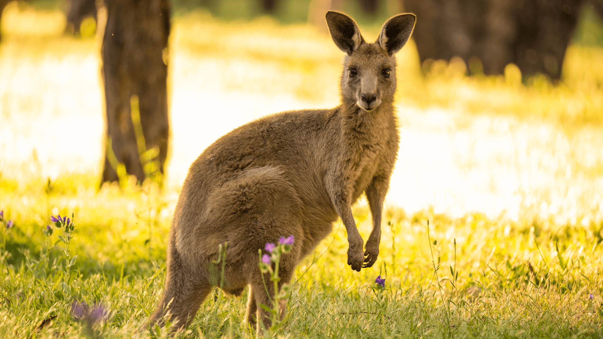 Eastern Grey Kangaroo (Macropus giganteus)