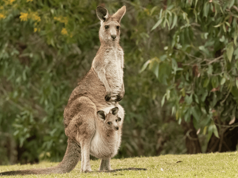 Eastern Grey Kangaroo (Macropus giganteus)