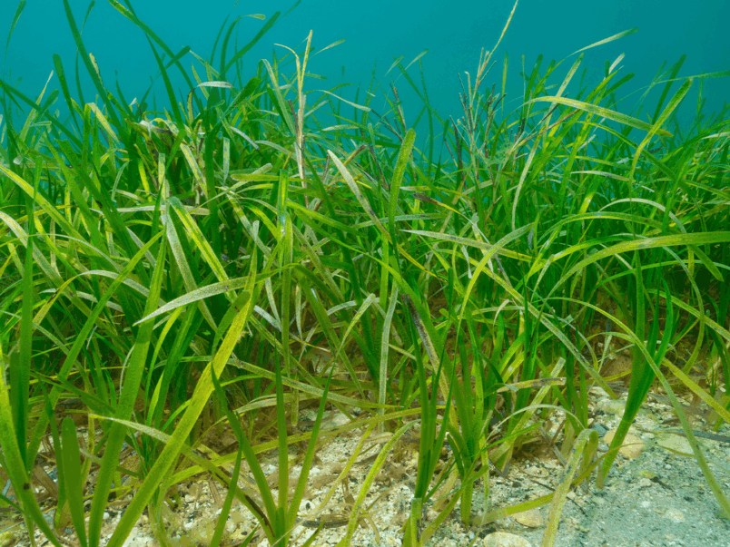 Eelgrass (Zostera)