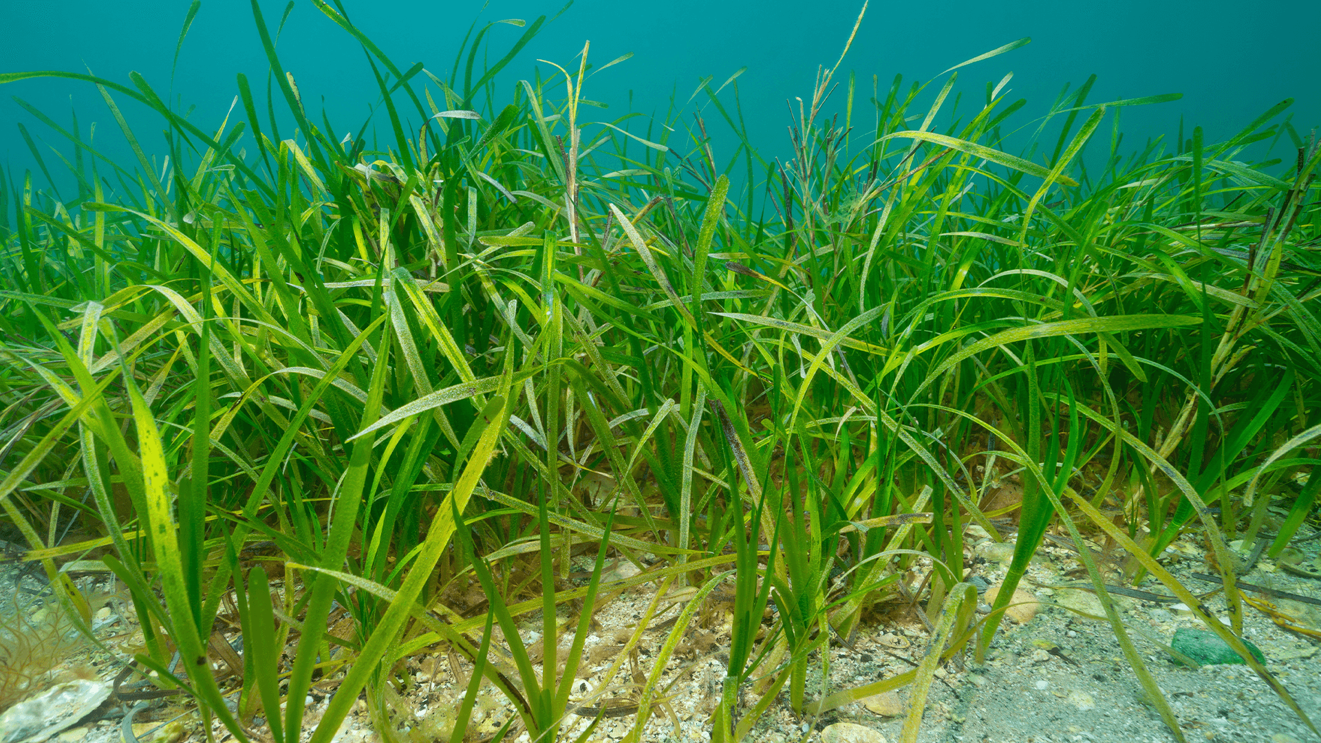 Eelgrass (Zostera)