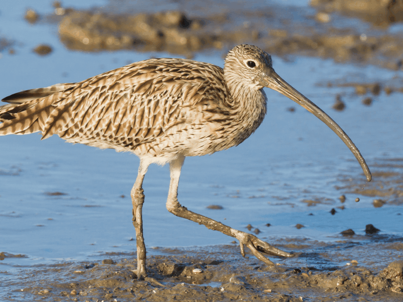 Far Eastern Curlew (Numenius madagascariensis)