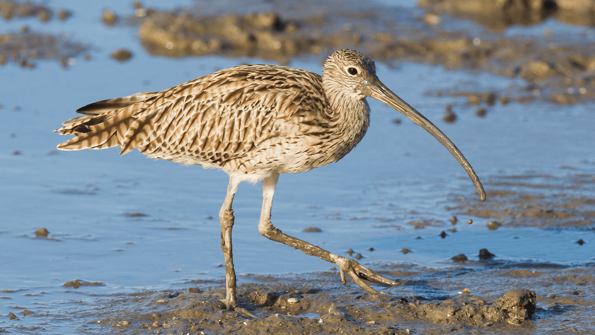 Far Eastern Curlew (Numenius madagascariensis)