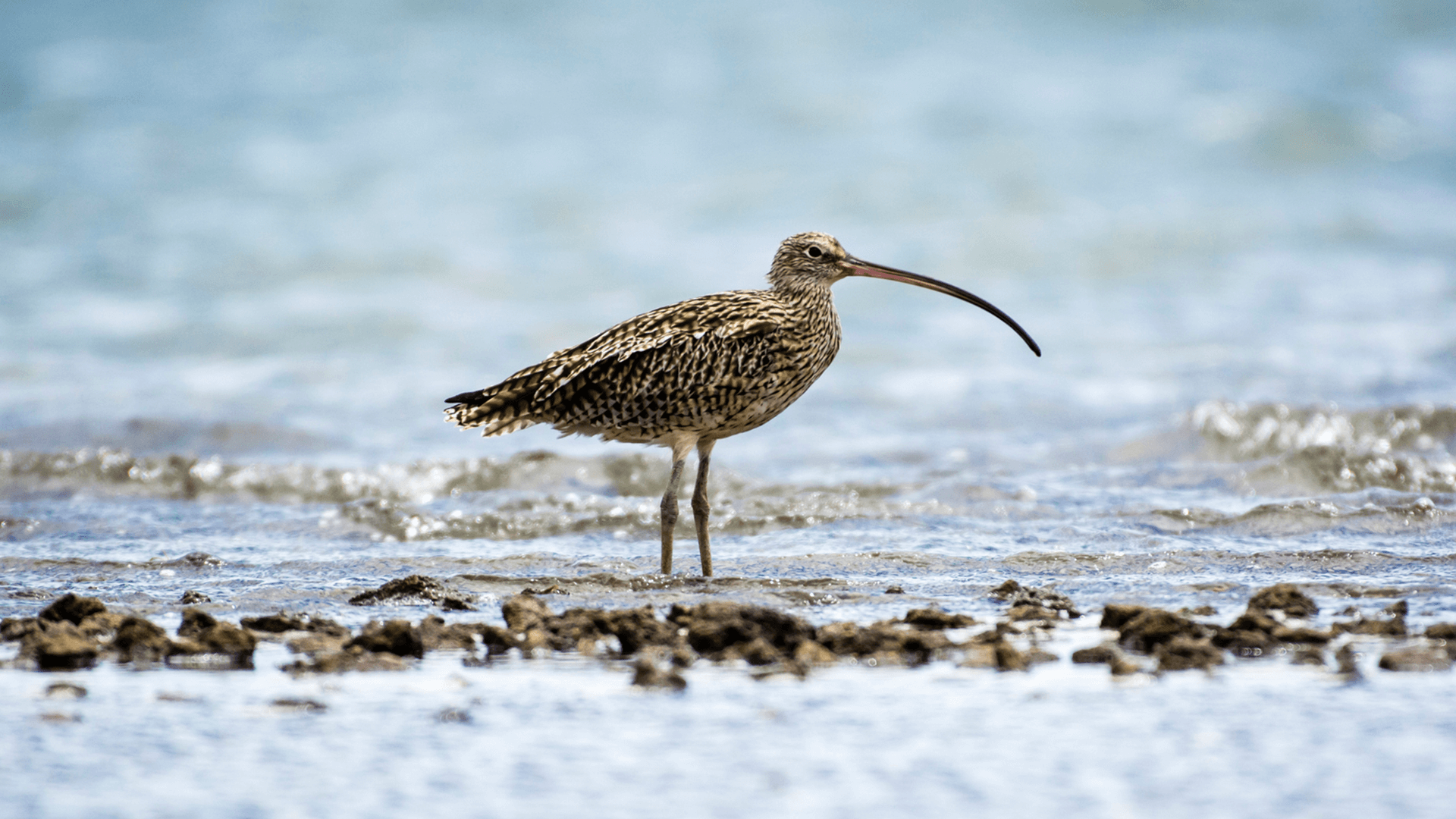 Far Eastern Curlew (Numenius madagascariensis)