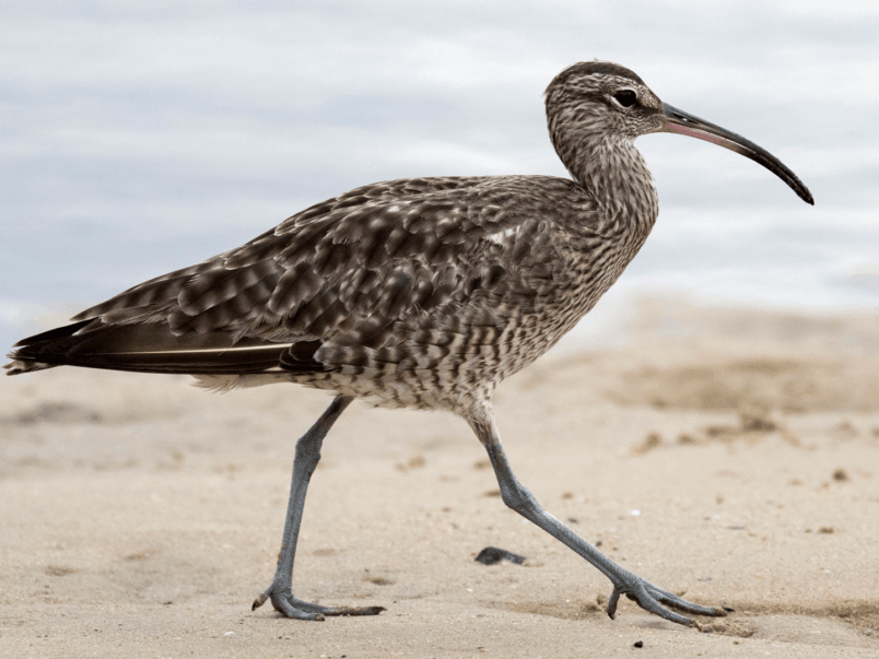 Far Eastern Curlew (Numenius madagascariensis)