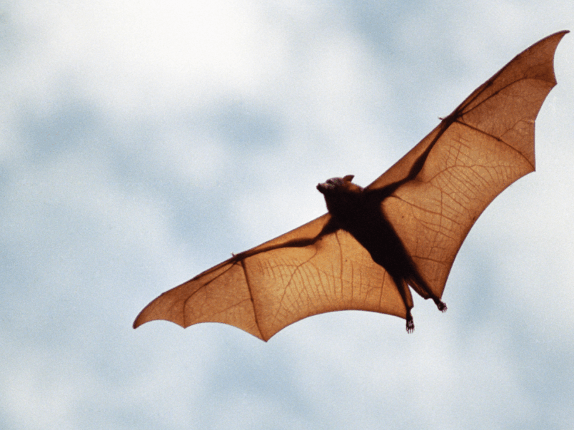 Flying fox (Pteropus)