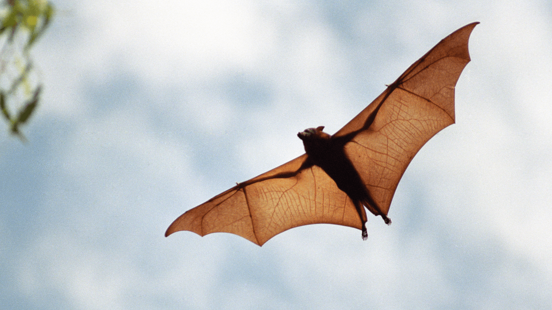 Flying fox (Pteropus)
