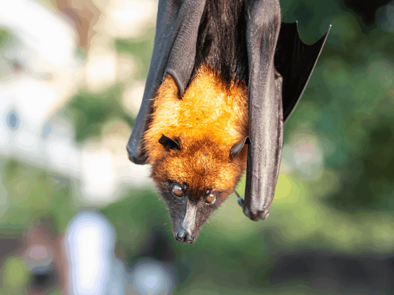 Flying fox (Pteropus)