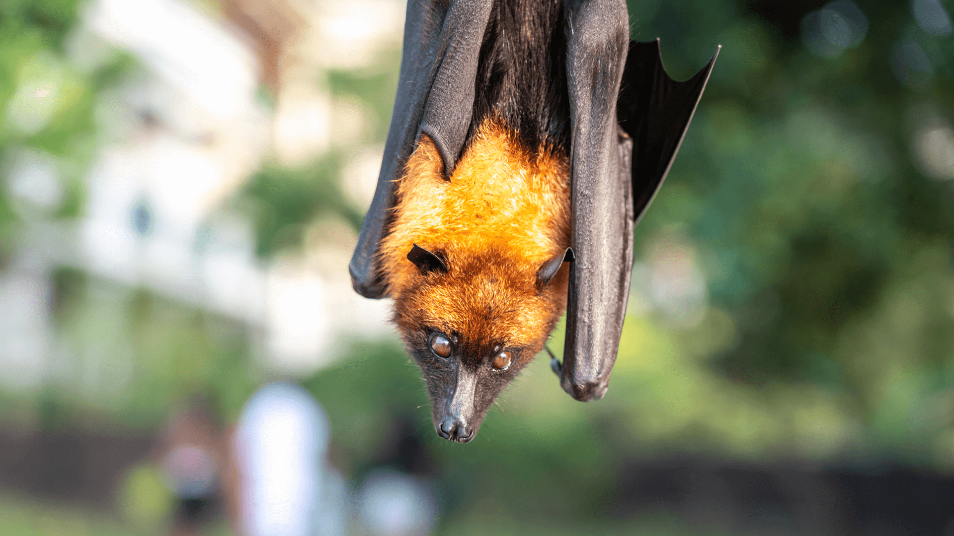 Flying fox (Pteropus)