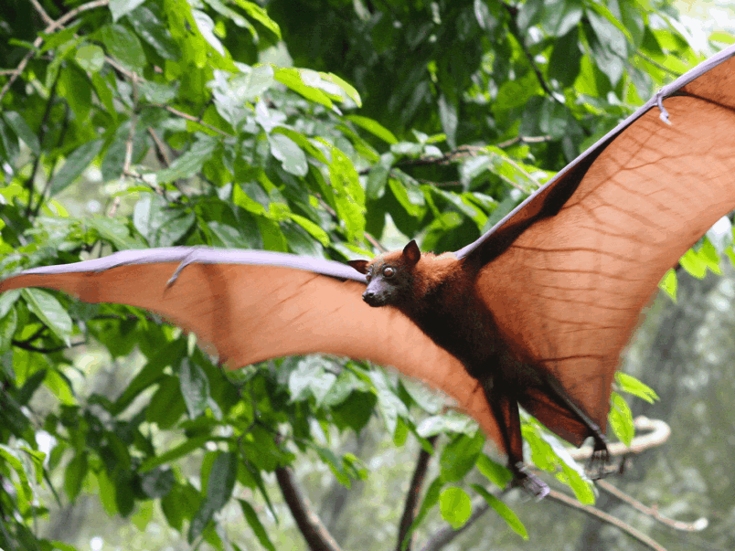 Flying fox (Pteropus)