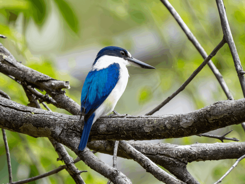 Forest Kingfisher (Todiramphus macleayii)
