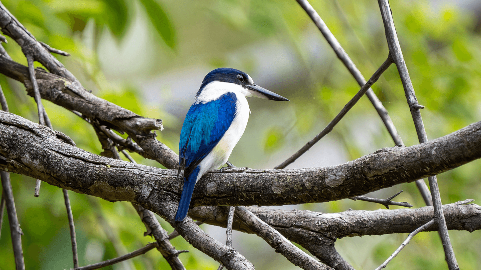 Forest Kingfisher (Todiramphus macleayii)