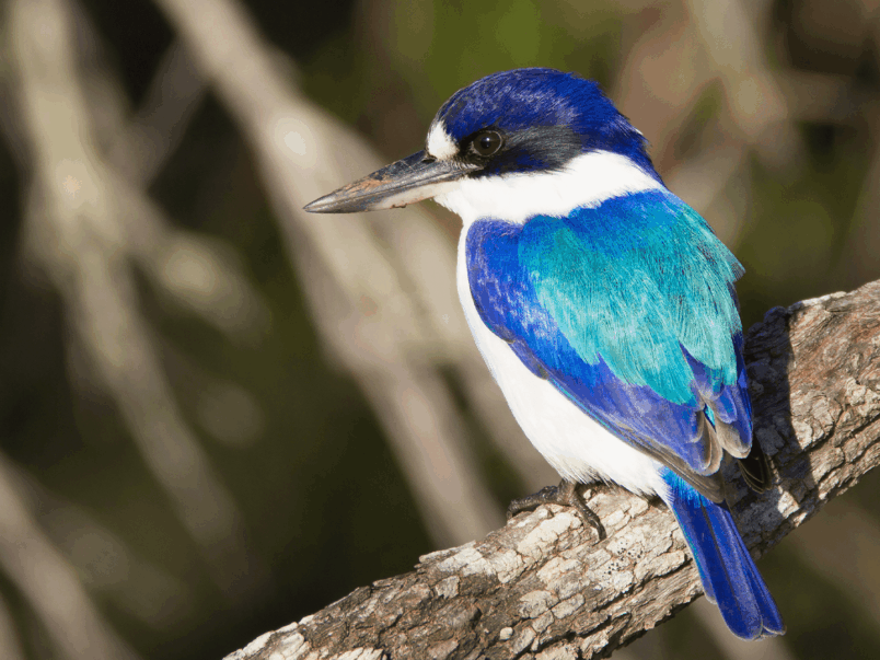 Forest Kingfisher (Todiramphus macleayii)