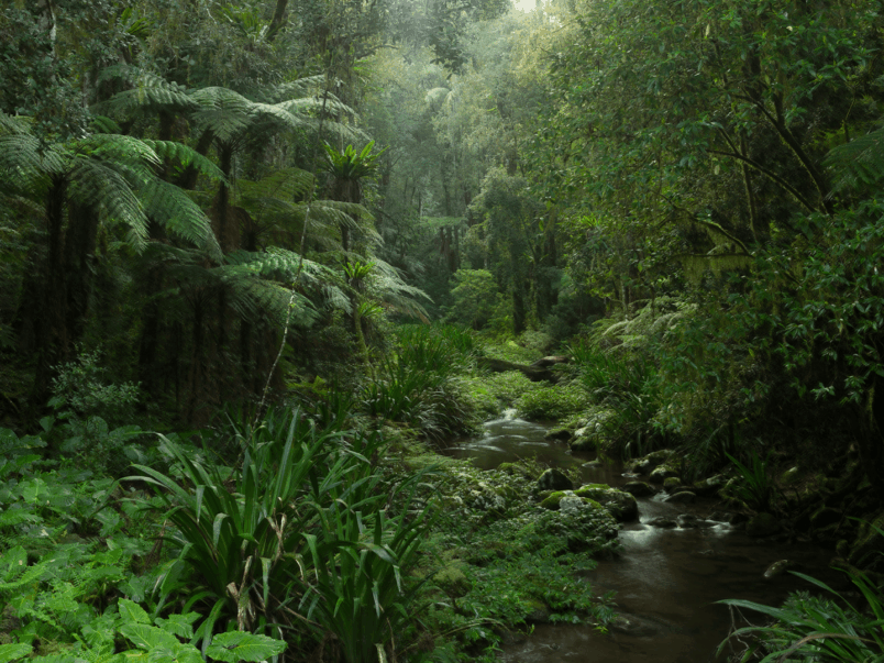 Gallery Rainforest