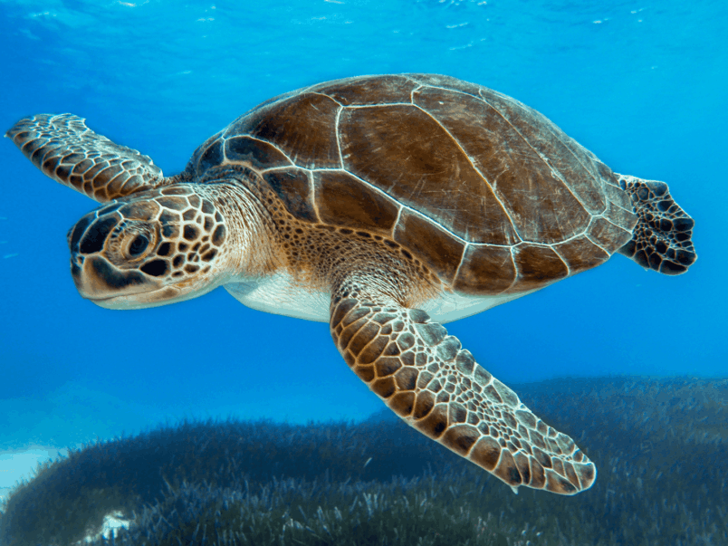 Green Sea Turtle (Chelonia mydas)