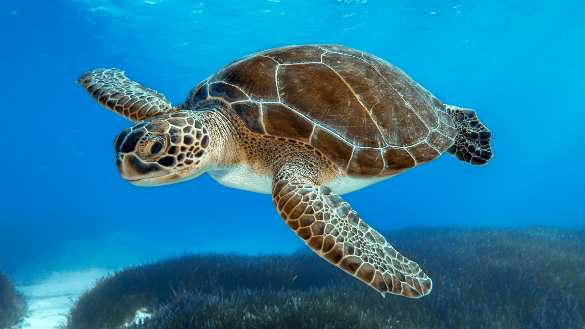 Green Sea Turtle (Chelonia mydas)