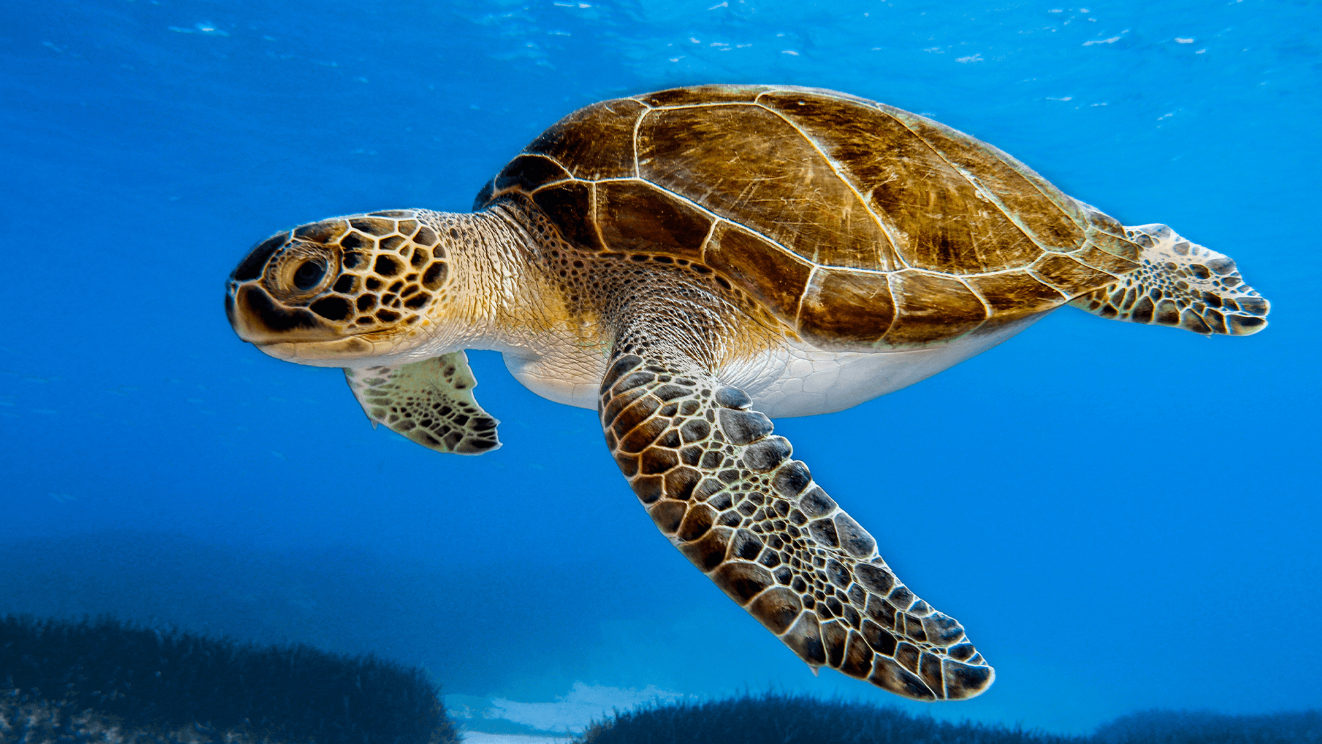 Green Sea Turtle (Chelonia mydas)