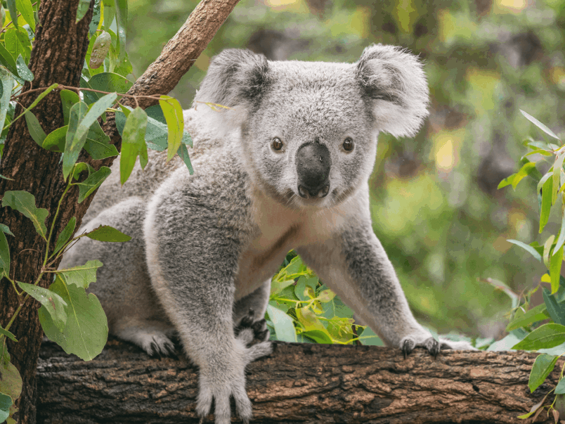 Koala (Phascolarctos cinereus)