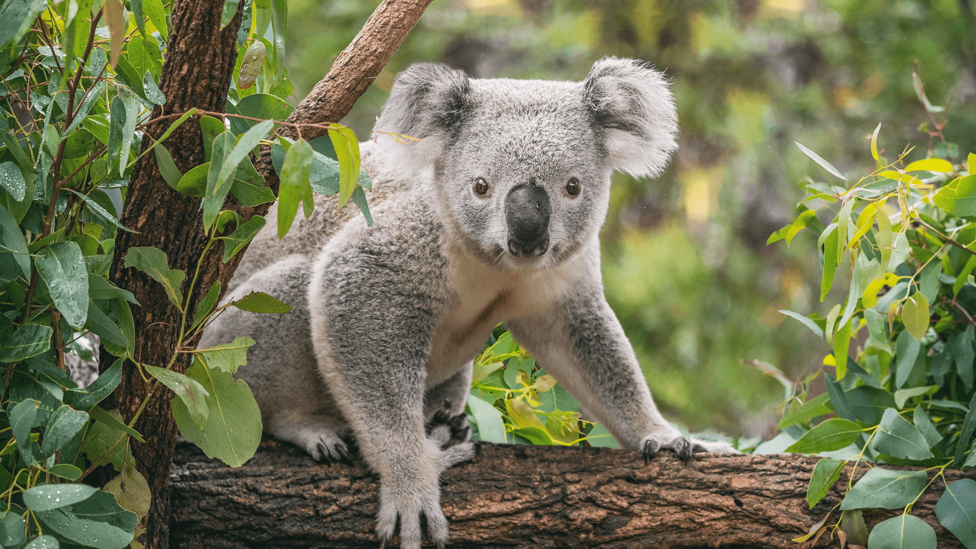 Koala (Phascolarctos cinereus)