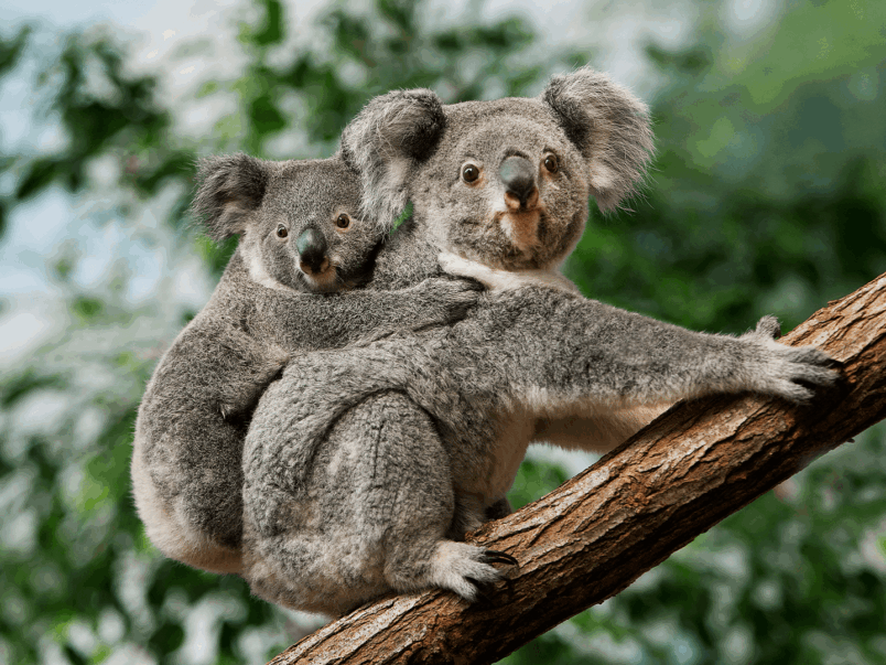 Koala (Phascolarctos cinereus)