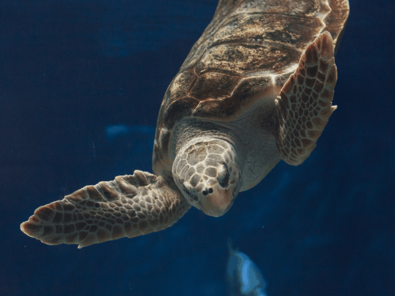 Loggerhead sea turtle (Caretta caretta)