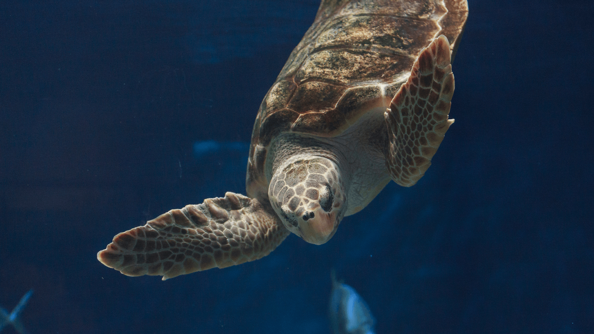 Loggerhead sea turtle (Caretta caretta)