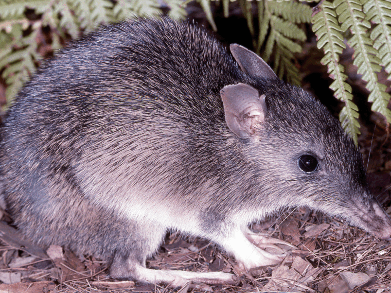 Long-nosed Bandicoot (Perameles nasuta)