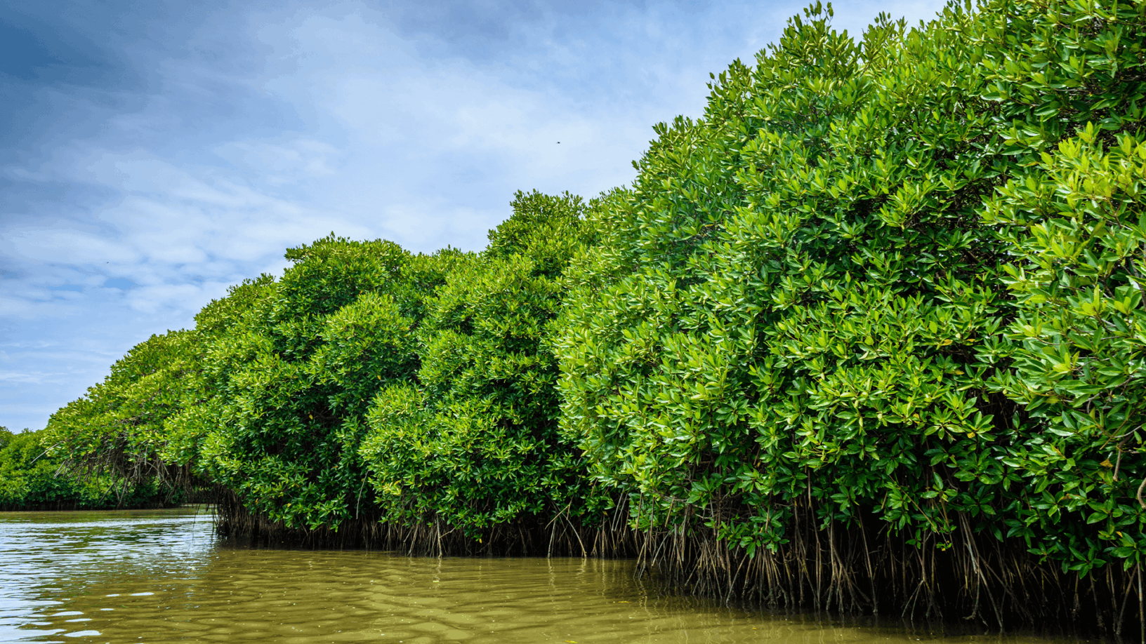 Mangrove Forest