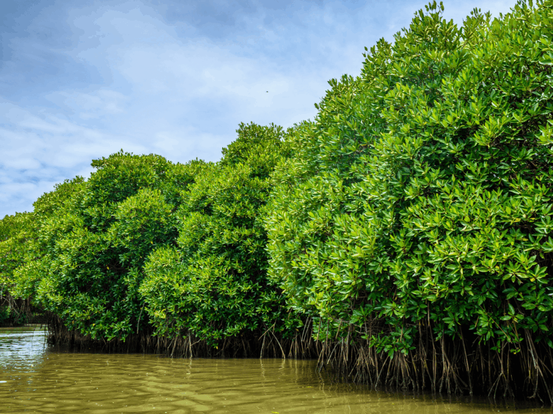 Mangrove Forest
