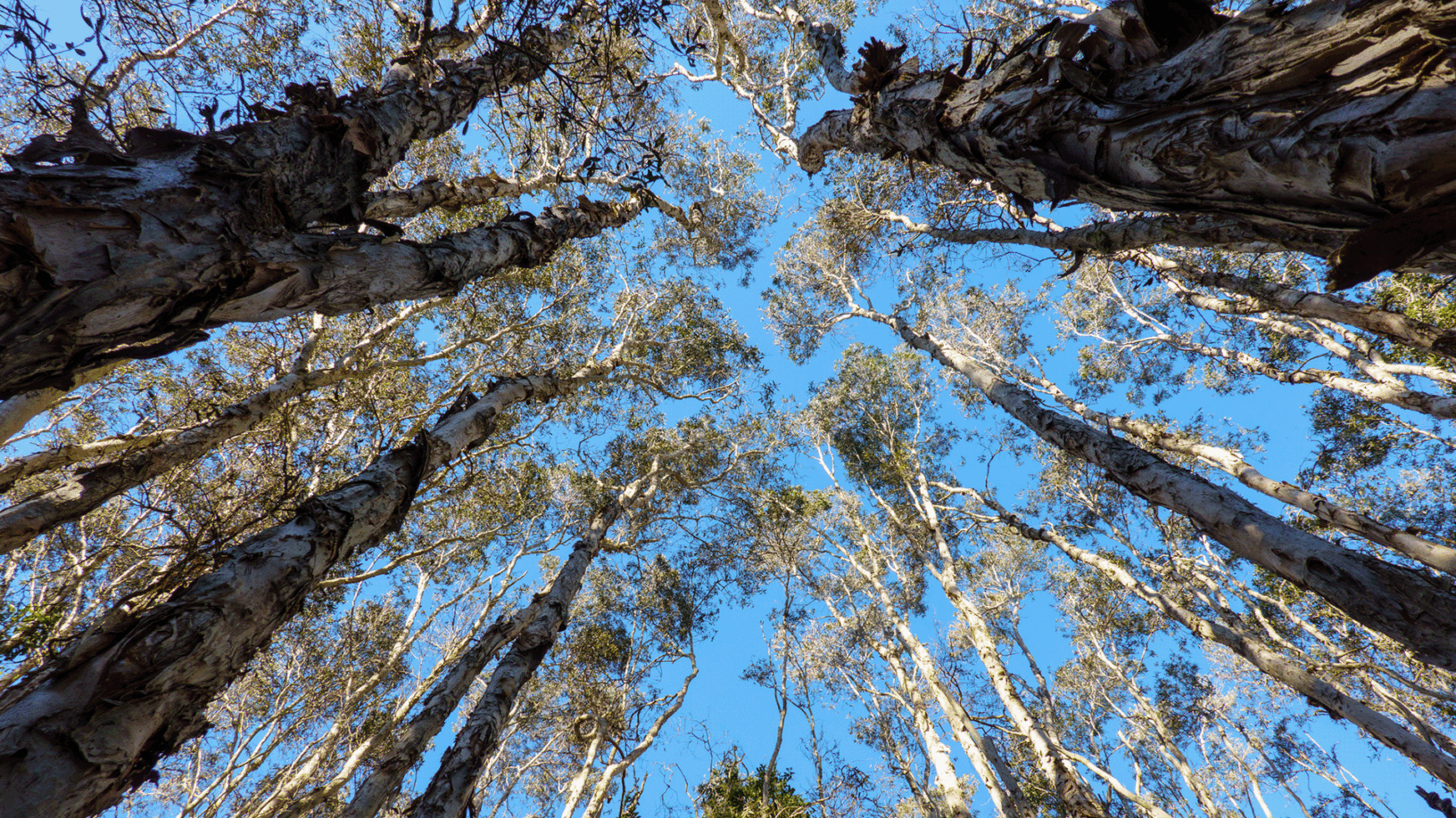 Melaleuca Open Forest
