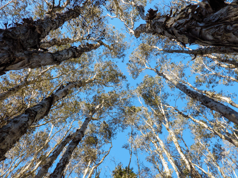 Melaleuca Open Forest