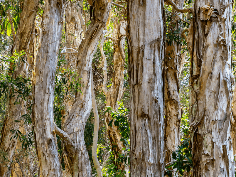 Melaleuca Open Forest